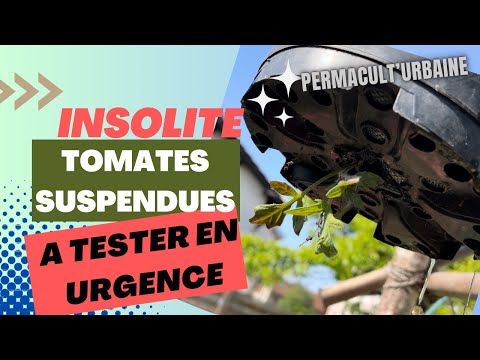 , title : 'TUTO : Comment faire, cultiver des plants de tomates suspendus à l'envers ? Insolite'