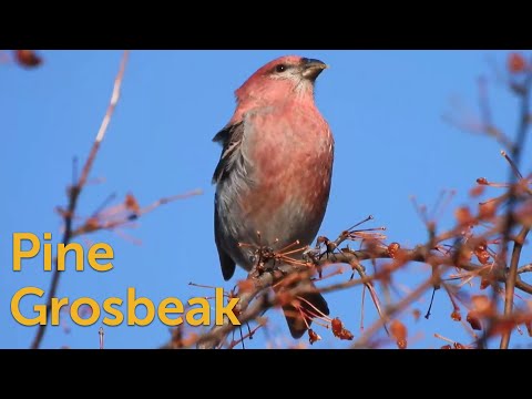 Pine Grosbeak: Boreal Finch