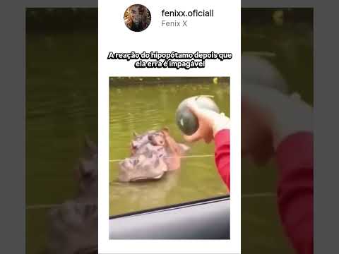 A reação desse hipopótamo vai mudar o seu dia! 😂🦛​