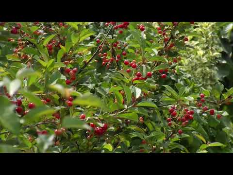 Reč struke ep. 233 10.01.2019. NAJAVA