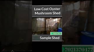 Low Cost Oyster Mushroom Shed #oystermushrooms #mushroom #mushroomfarming #shorts #krishizone