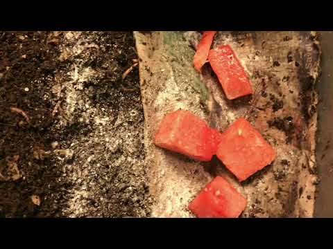 European Night Crawlers Update (bye bye potatoes)