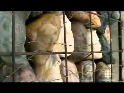 Documentary: Putin's New Soviet System