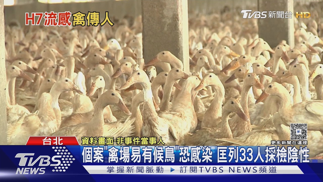台灣首例本土H7流感!70多歲養禽男「中度肺炎」隔離治療 匡列33人