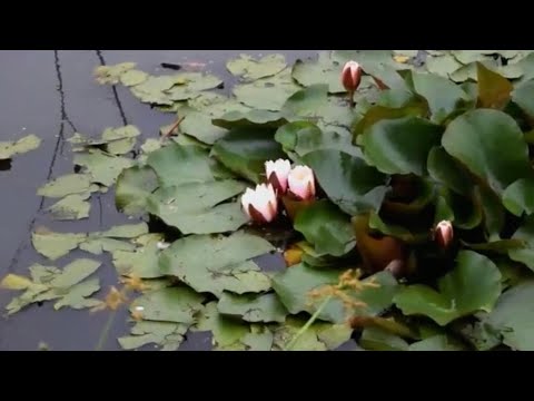 Days to Waste | when the summer ends (acoustic)