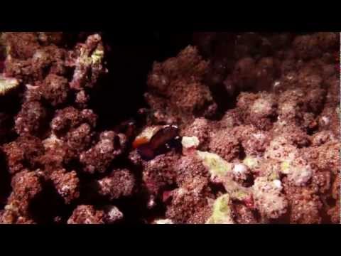 Sahaung  - Blue Bay Divers, Sahaung,Indonesien