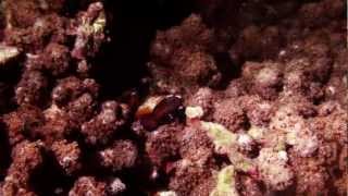 preview picture of video 'Blue Bay Divers Sahaung, Indonesia'
