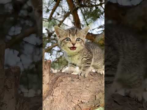 Mau Mau // billi // billi ki awaaz #cat #funny #sound #billi #billi #voice billi voice