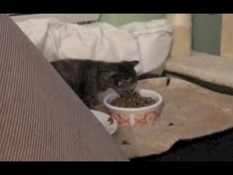 Kitten Eats Solid Food For The First Time - #14 - Rescue Kittens Socialization