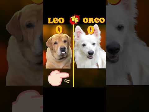 Oreo vs Leo Kaun hai powerful @AnantRastogi @souravjvlogs