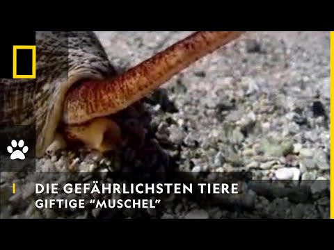DIE GEFÄHRLICHSTEN TIERE DER WELT - Giftige "Muschel" | National Geographic