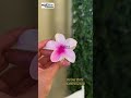 Gradient Lily Flower Acrylic Hair Clip For Women Girls MEX 000176 MUSAFIR EXPRESS