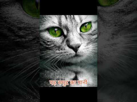 Billiyan | 🐱Cats|#facts #amazing 😱