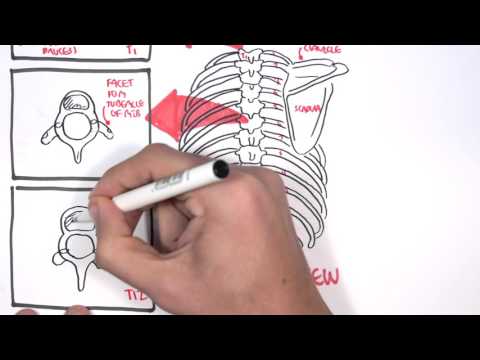 image-What is the normal shape of a thorax?