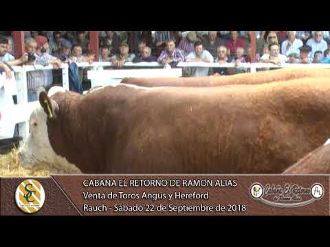 22-09-18 Venta de Toros Angus y Hereford - Cabaña El Retorno de Ramón Alias - Rauch