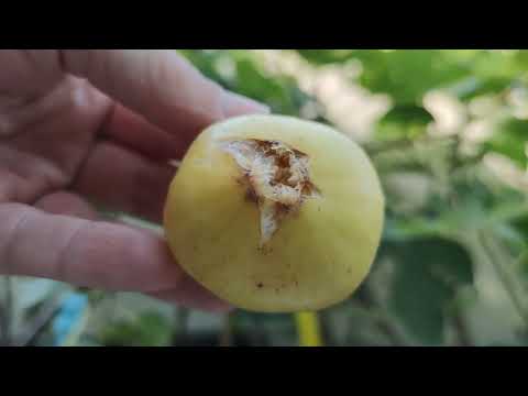 Ernte Honigfeige Feigen Frucht Sorte Golden Riverside – a honey fig Fig Tree Ficus carica Harvest