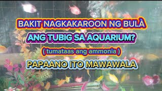 BAKIT MAY BULA TUBIG SA AQUARIUM? PAANO ITO MAALIS.