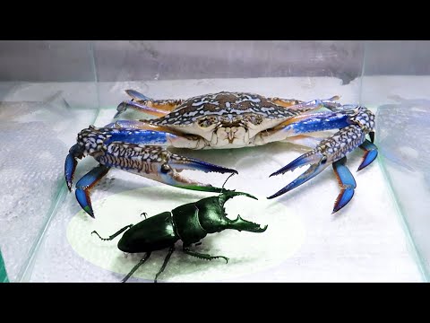 Black Titan Bug and Giant Crab - Attack of Titan