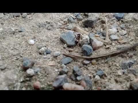 DMNT style (Crazy Madafacka´s) - un tema peculiar