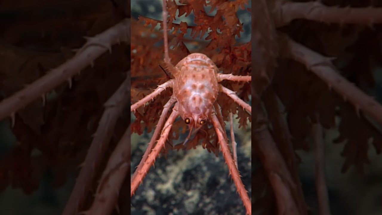 📢 Think Deep! Podcast Trailer #connections #deepsea 🐙