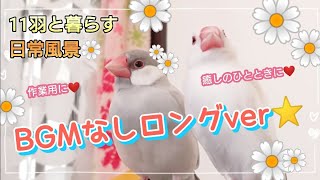 【文鳥】BGMなしロングver☆お待たせしました♪11羽は今日も元気ですっ。