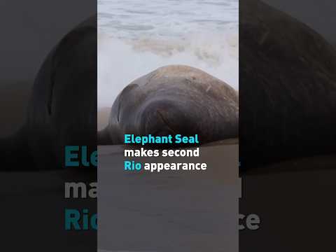 Elephant Seal makes second Rio appearance