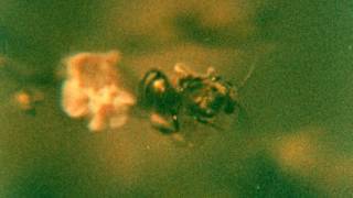 Max Richter: 'Shadow 3' - Expired Kodak 2239 processed in C-41