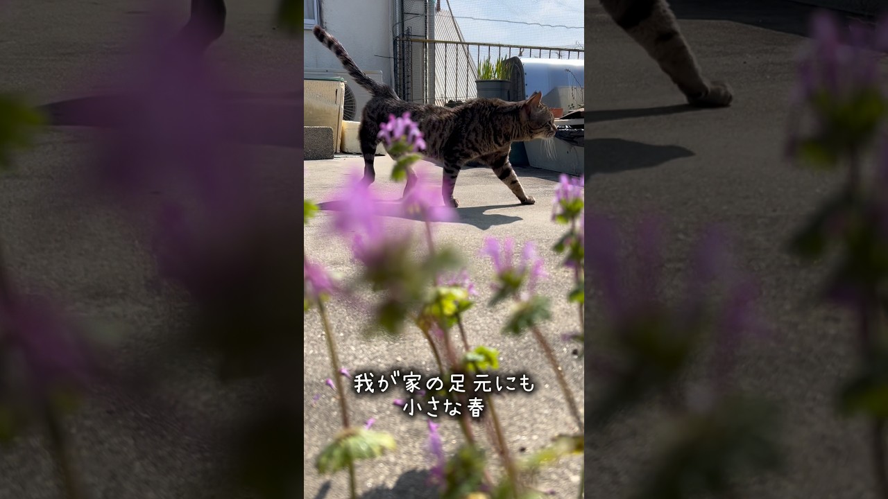 足元の小さな春☘️