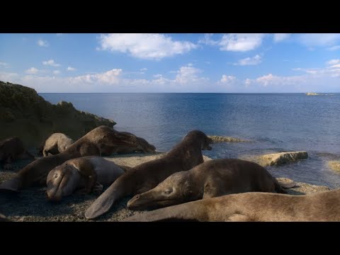 A vida da Praia Maiacetus em nosso Planeta