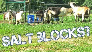 Giving Salt Block to Goats