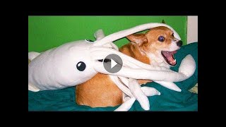 your dog is also jealous, funny dog #shorts