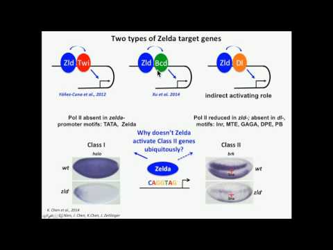 C Rushlow: Zelda pioneers early enhancers during genome activation.