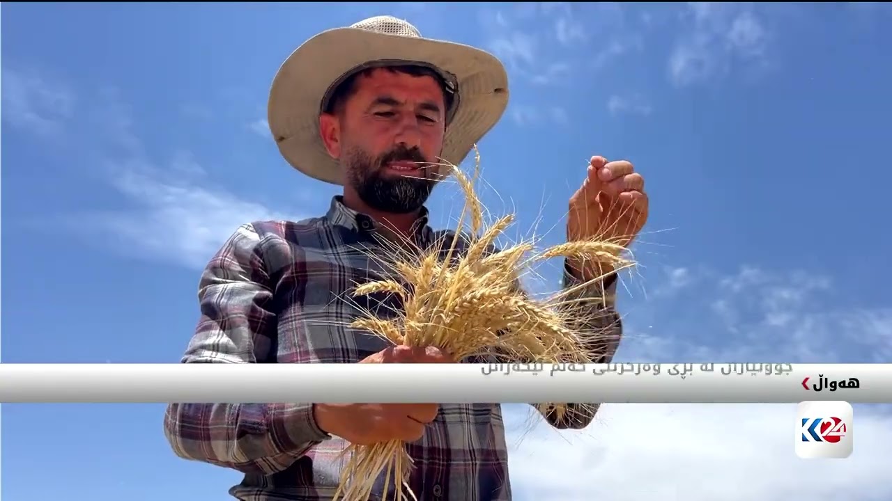 ڤیدیۆ | وه‌رزی دروێنه‌ی گه‌نم له‌ شاره‌زوور ده‌ستیپێكردووه‌