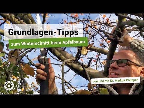 Basic tips for winter pruning of apple trees: Step-by-step instructions | gardify tips