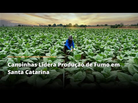 Canoinhas Lidera Produção de Fumo em Santa Catarina