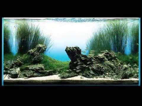 Film Takashi Amano aquarium aquascaping