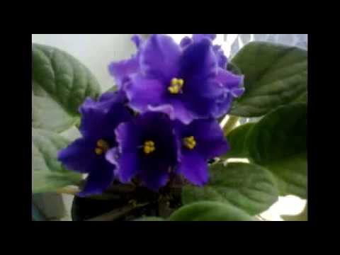 VIOLETAS NA JANELA 2!