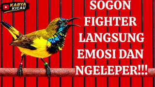 Download lagu CRECET....CRECET....CUIT PANCINGAN AMPUH BURUNG SOGON BAHAN AGAR EMOSI mp3