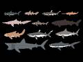 Sharks 2 The Kids Picture Show