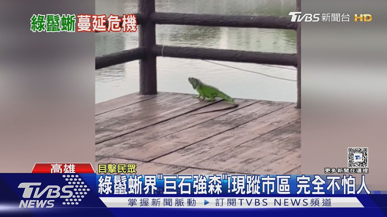 綠鬣蜥界「巨石強森」！憂蔓延全台　專家：牠怕冷