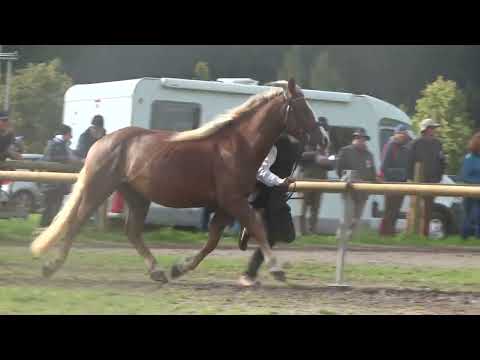 33. Flicka  SchwK Stute von Victor x Flocke v. Feldsee  - Rossfest 2022 - St. Märgen am 11.09.2022