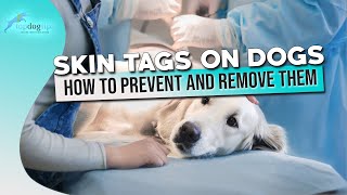 Skin Tags on Dogs How to Prevent and Remove Them