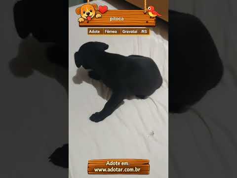 Vídeo de pitoca