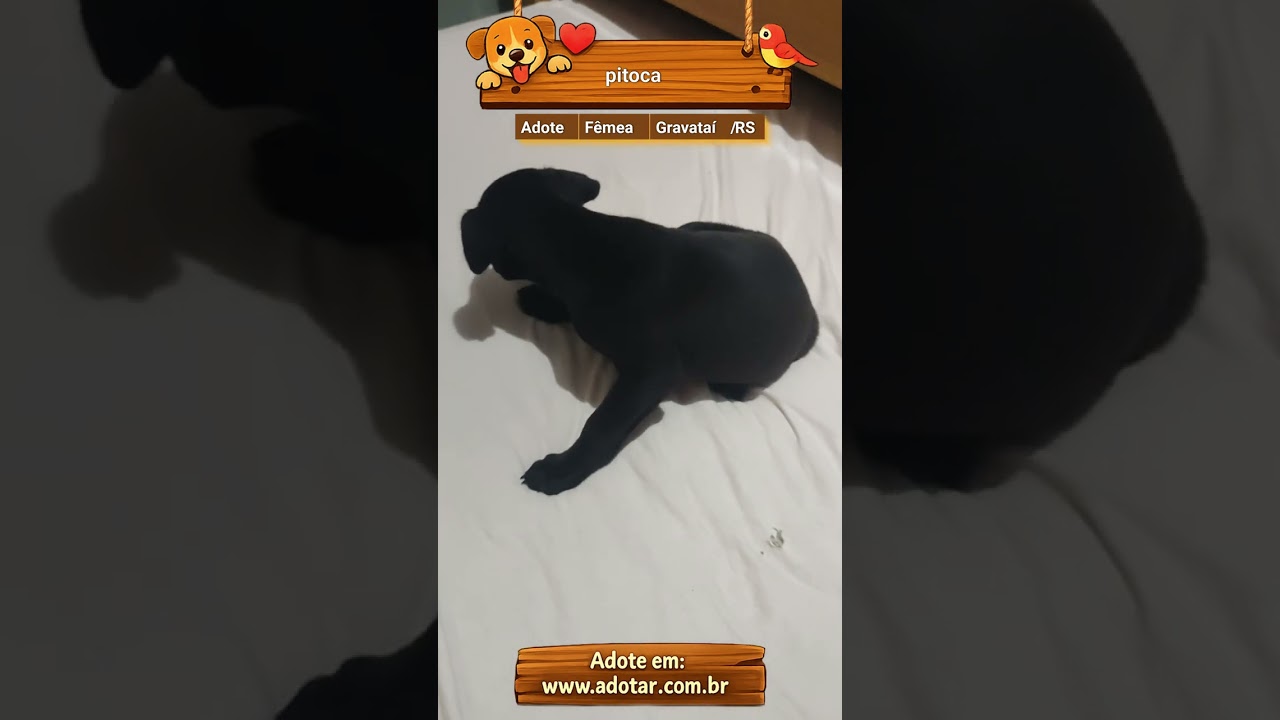 Cachorro raça SRD-ViraLata idade 2 a 6 meses nome pitoca