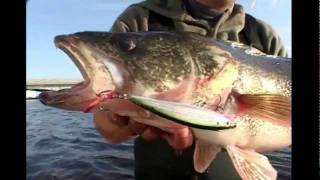 Wobler Rapala X-Rap Saltwater 08_GGH