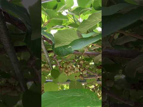 果樹園：一緒に植えてはいけない果樹10本！  庭園