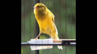 Download lagu KENARI F1 GACOR | Masteran Kenari mp3