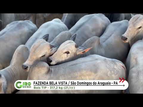 BOIADA NA TIP ALCANÇA 21,1 ARROBAS EM SÃO DOMINGOS DO ARAGUAIA (PA)