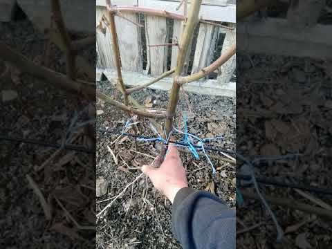 Mure fara țepi mihalceni vn