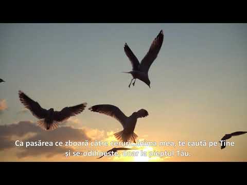 CA PASĂREA CE ZBOARĂ...